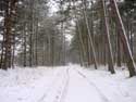 Winter forrest MATAGNE-LA-PETITE in DOISCHE / BELGIUM: 