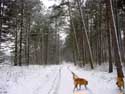 Winters bos MATAGNE-LA-PETITE / DOISCHE foto: Ik kon het niet laten om ook de honden Belle en Bo even te tonen...