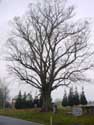 Linden tree with chapel DAILLY in COUVIN / BELGIUM: 