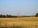 Dead lonely tree on field CERFONTAINE / BELGIUM: 