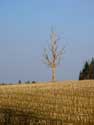 Eenzame dode boom op veld CERFONTAINE / BELGI: 