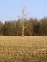 Dead lonely tree on field CERFONTAINE picture: 