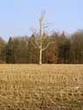 Arbre Mort seul sur champs NAMUR  CERFONTAINE / BELGIQUE: 