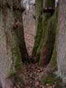 Tree the 7 Brothers Olloy-sur-Viroin in VIROINVAL / BELGIUM: 