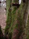 Arbre Les 7 Frres Olloy-sur-Viroin / VIROINVAL photo: 