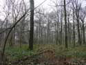 Veurs Forest TEUVEN in VOEREN / BELGIUM: 