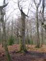 Veurs Forest TEUVEN in VOEREN / BELGIUM: 