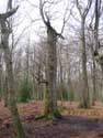 Foret de Veurs TEUVEN  FOURONS / BELGIQUE: 