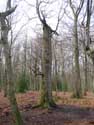 Foret de Veurs TEUVEN / FOURONS photo: 