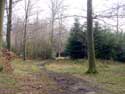 Foret de Veurs TEUVEN  FOURONS / BELGIQUE: 