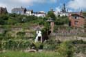 Hanging gardens THUIN / BELGIUM: 