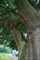 Old Oak HASTIERE-PAR-DELA / HASTIERE picture: 