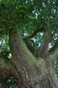 Old Oak HASTIERE-PAR-DELA in HASTIERE / BELGIUM: 