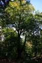 Large tree in forest VIROINVAL / BELGIUM: 