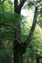 Large tree in forest VIROINVAL picture: 