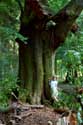 Large tree in forest VIROINVAL picture: 