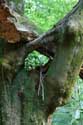 Gros Arbre en fort NAMUR  VIROINVAL / BELGIQUE: 