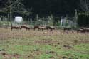 Magerotte centre d'engraissement de porcs en plein air NASSOGNE / BELGIQUE: 