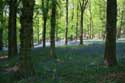 Flowers on Kemmel Mountain KEMMEL in HEUVELLAND / BELGIUM: 