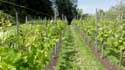 Vignes de l'abbaye Saint-Pierre GAND photo: 