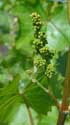 Saint Peter's abbey's wineyard GHENT picture: 