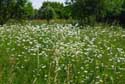 Groene Long KUURNE foto: 