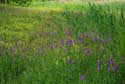 Green Longue KUURNE / BELGIUM: 