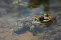 Krka Toad Skradin / CROATIA: 