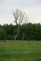 Ancien Arbre (en danger pour project Waterfront) NIEL / BELGIQUE: 