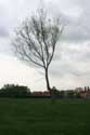 Old tree (in danger for Watefront project) NIEL picture: 