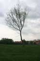 Old tree (in danger for Watefront project) NIEL / BELGIUM: 