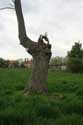 Old tree (in danger for Watefront project) NIEL / BELGIUM: 