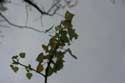 Old tree (in danger for Watefront project) NIEL / BELGIUM: 