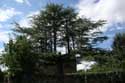 Tree close to Cougnac Cave PAYRIGNAC / FRANCE: 