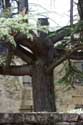 Tree close to Cougnac Cave PAYRIGNAC / FRANCE: 