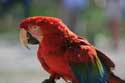 Bird parc Rocamadour / FRANCE: 