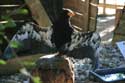 Bird parc Rocamadour / FRANCE: 