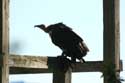 Bird parc Rocamadour / FRANCE: 