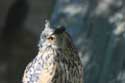 Parc d'oiseaux Rocamadour / FRANCE: 