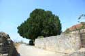 Arbre remarquable Domme / FRANCE: 