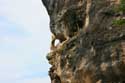 Rocks above le Roque Gageac La Roque-Gageac / FRANCE: 