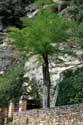 Oude boom La Roque-Gageac / FRANKRIJK: 