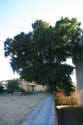 Oude boom bij kasteel Monbazillac Monbazillac / FRANKRIJK: 