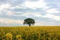 Landschap met Koolzaad Charroux / FRANKRIJK: 