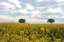 Landscape Charroux / FRANCE: 