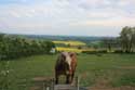 Landscape with Horse Charroux / FRANCE: 