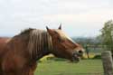 Landschap met Paard Charroux / FRANKRIJK: 