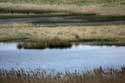 Zwarte Polder Breskens / Nederland: 