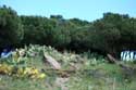 Cactussen aan Baai Paulilles Port Vendres / FRANKRIJK: 