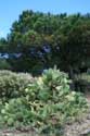 Cactusses close to Paulilles Bay Port Vendres / FRANCE: 